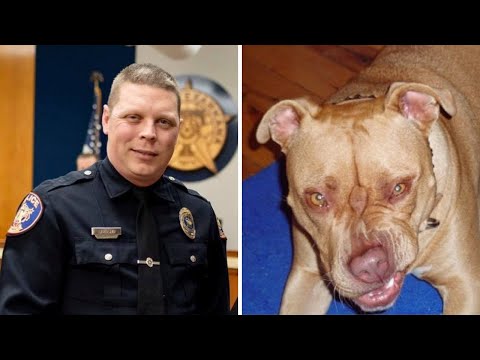 Video: Ja, Pitbulls Können K-9-Hunde Und Therapiehunde Sein