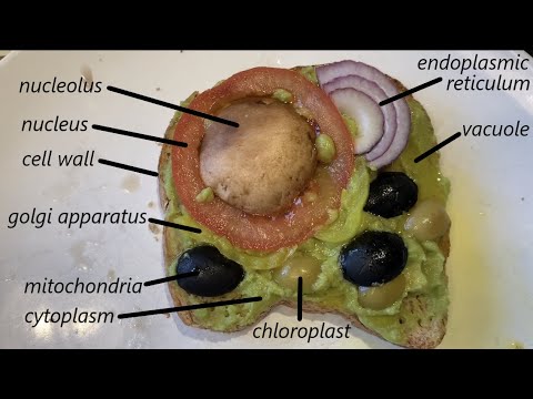 Wellness Wednesdays: Jack&rsquo;s Edible Cell Model Science Project!