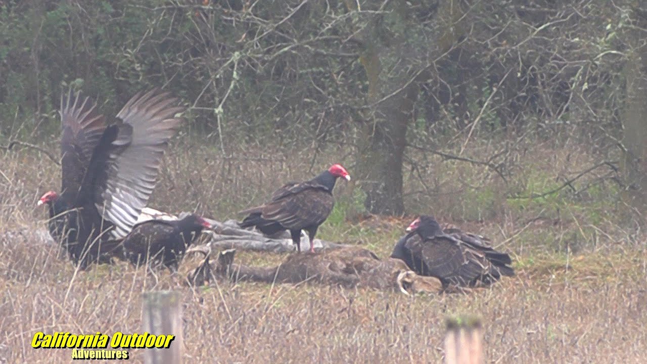 Vultures of California Turkey, Black & Condor YouTube