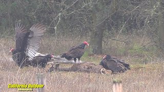 Vultures of California ~Turkey, Black & Condor