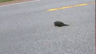Amazing motorcyclist saves big snapping turtle