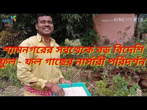 ভিডিও: কামিশ্লিনস্কি জলপ্রপাত। কামিশ্লিনস্কি জলপ্রপাত (গর্নি আলতাই): সেখানে কীভাবে যাবেন?