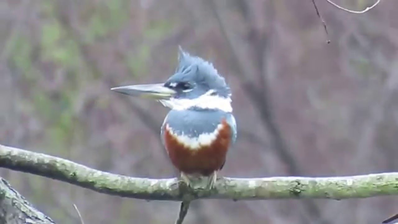 Female Ringed Kingfisher (Megaceryle torquata) Hunting Calling