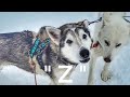The (Sled) Dog Days of Winter: Ep. 56 &quot;Z&quot;