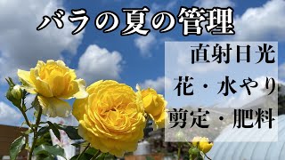 ばら園様ご注文品 mqdefault.jpg