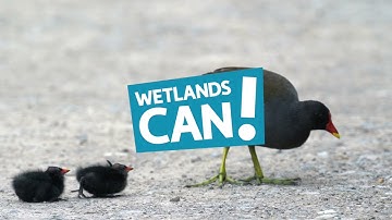 Wetlands: Nature-based solutions | WWT