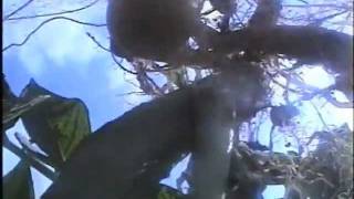 Nachwachsende Rohstoffe Expo 2000