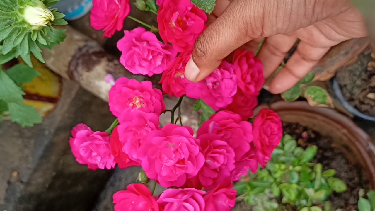 Thousands roses #roses #gogreen #Youtube_shorts - YouTube