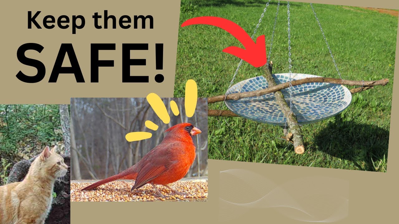 A Safe Bird Bath! Attract birds! YouTube