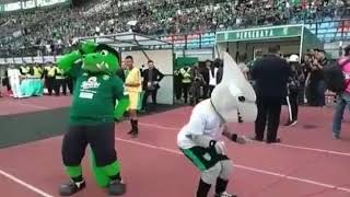 Jojo&suro joget bersama di stadion kapten