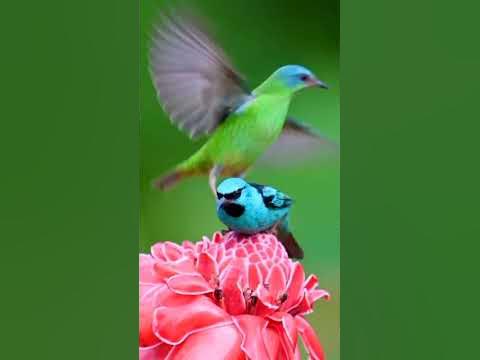 Маленькие красавцы... - YouTube