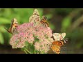 Painted Lady butterflies make stop in central Nebraska