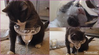 Treat Time - Cats Crunching And Licking