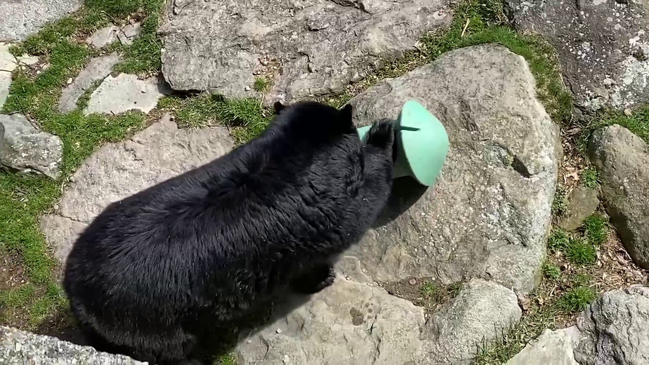 Grandfather Mountain Nature Minutes - Bear With Us!