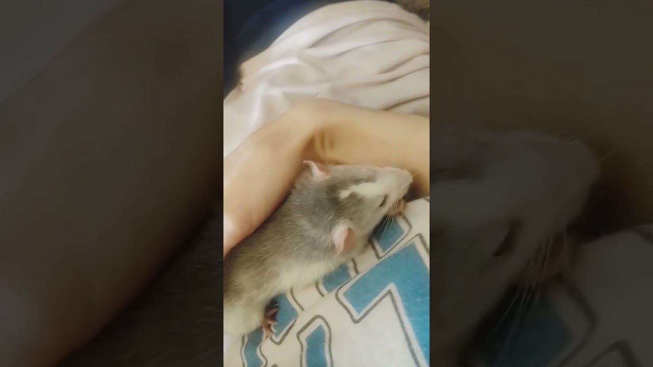 BIO-Pancake Processing Machine 