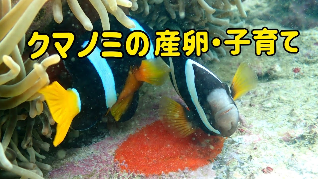 クマノミの産卵 子育て Youtube
