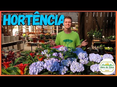 Vídeo: Hortênsias para jardins da zona 3: cuidando de hortênsias em climas frios