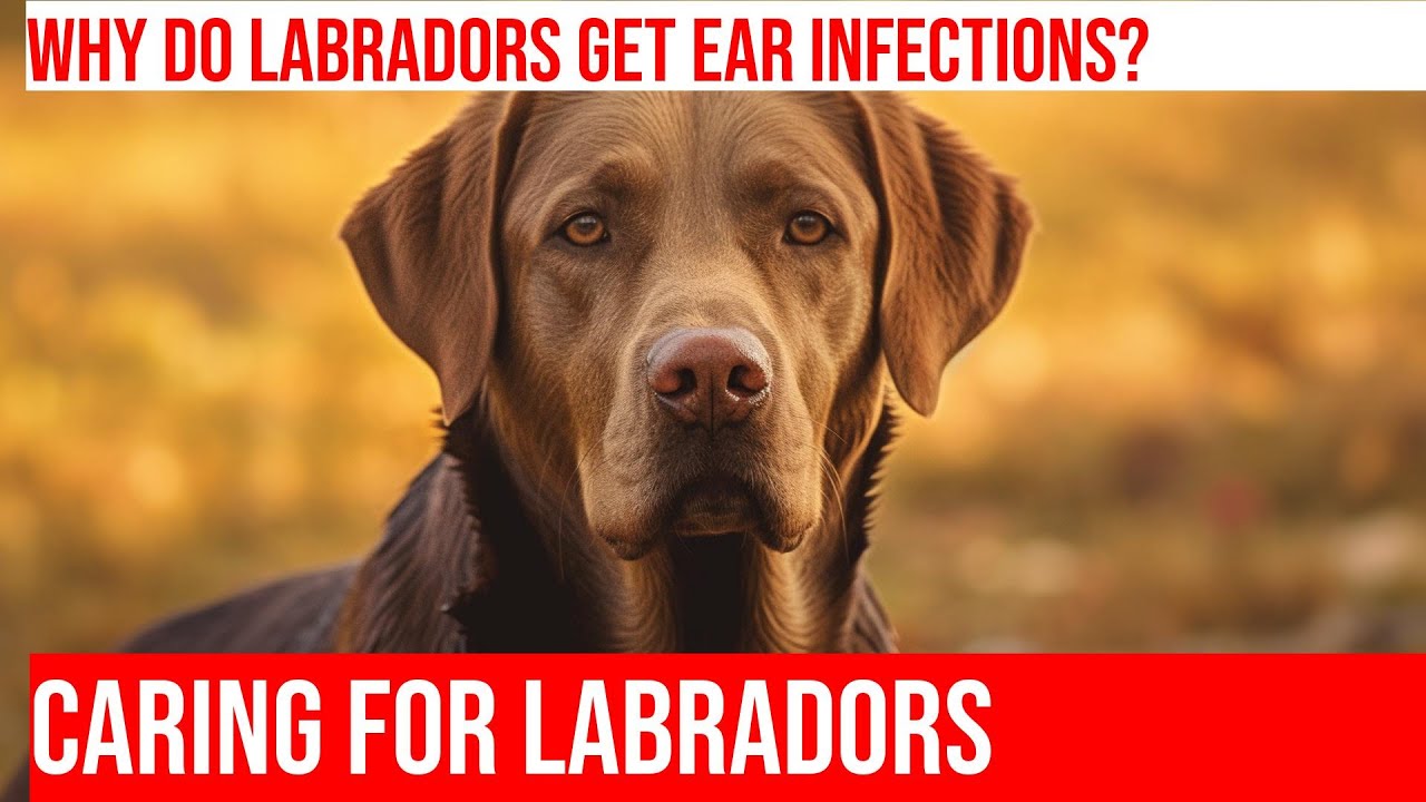 Preventing & Treating Ear Infections In Labradors YouTube