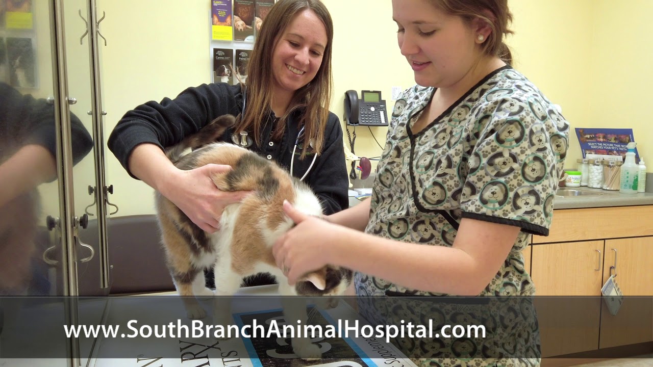 South Branch Animal Hospital Short Moorefield, WV YouTube
