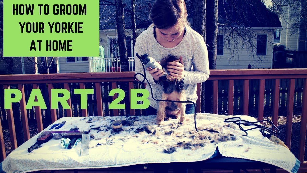 how-to-groom-a-yorkie-at-home-part-2b-youtube