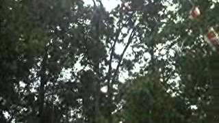 Tree Removal Quakertown Area County PA orserlandscaping com
