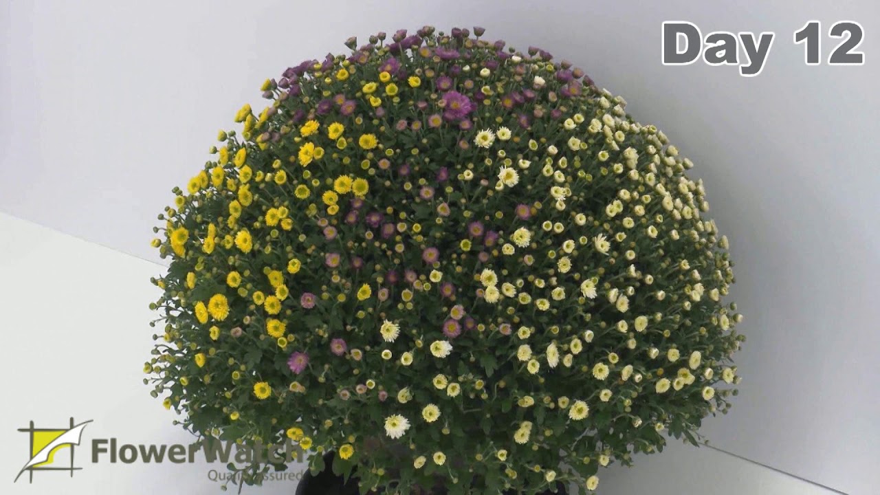 FlowerWatch presents Potted Chrysanthemum vase life test in HD