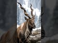 Meeting the King of the Mountains. 👑 🐐​The Markhor is one of the rarest and most majestic sights