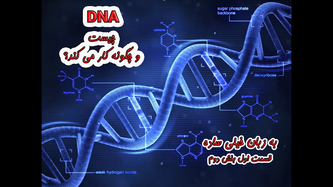 دی ان ای چیست و چگونه کار میکند به زبان ساده قسمت اول بخش دوم- What is ...