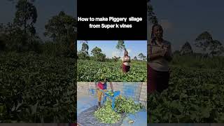 How to make  silage  for piggery  from  sweetpotato vines  With itungo farm