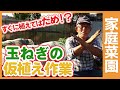 玉ねぎの苗をすぐ植えてはダメ!?家庭菜園や農園で実施したいタマネギ栽培の仮植え作業を徹底解説!/ Temporary planting of onions in a vegetable garden.