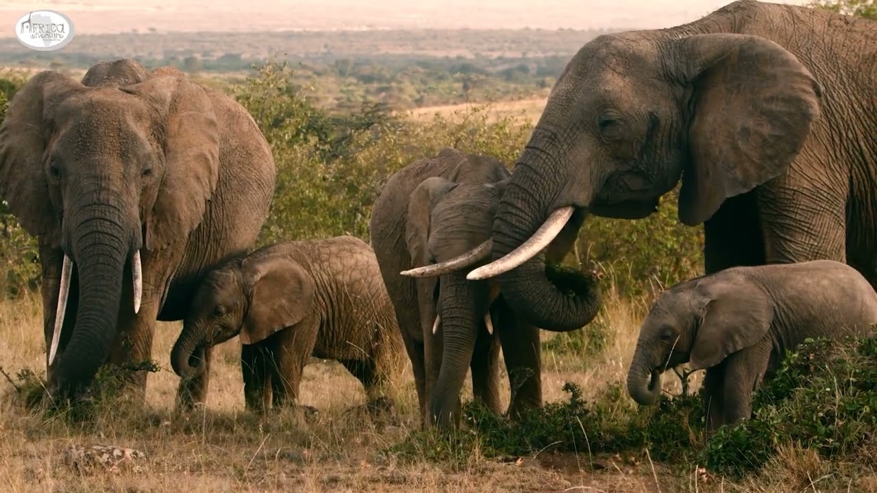 Kenya and Tanzania Group Safari | Africa Adventure Consultants