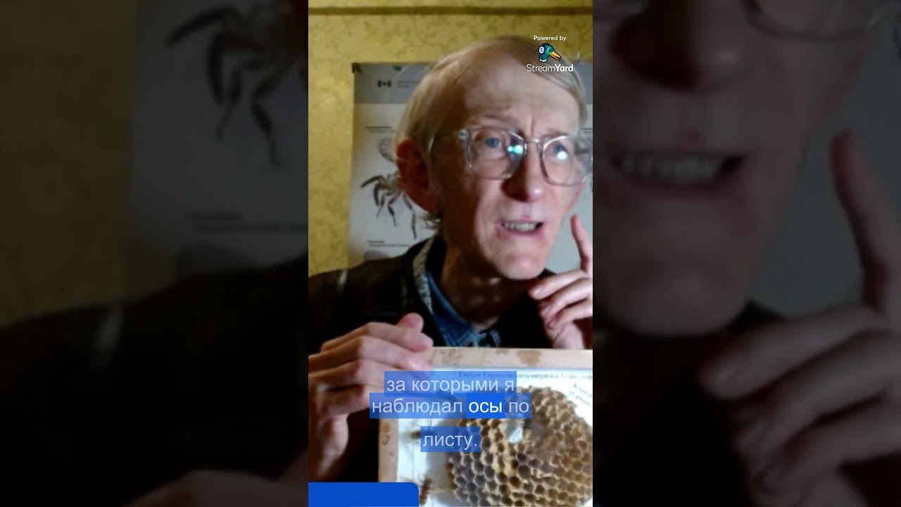 Как я снял вылупление паразита из оси Полиста под микроскопом?  Удивительный паразит, Strepsiptera.