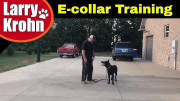 First E Collar / Remote Collar Session with young German Shepherd