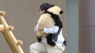 おかあさんが帰った後に、飼育員さんが迎えにきて優しく抱っこし