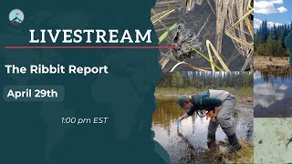 The Ribbit Report