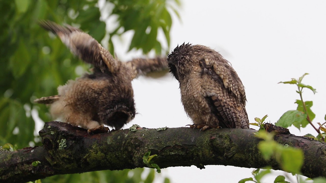 CANON 7d MK ii 70-300L IS  sweet owls