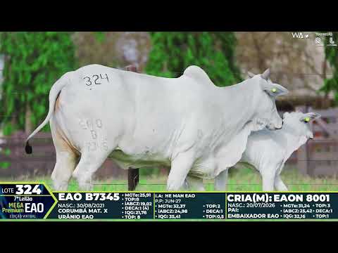 LOTE 324
