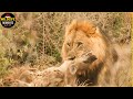 30 moments incroyables du combat entre hyne et lion films