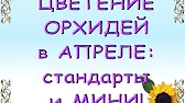 Орхидеи,узамба́рские фиалки,Самара🌺