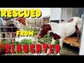 My New Auction Rescue Pony | Rescued from slaughter