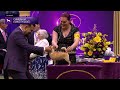 Chihuahuas smooth coat  breed judging 2024