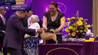 Chihuahuas (Smooth Coat) | Breed Judging 2024