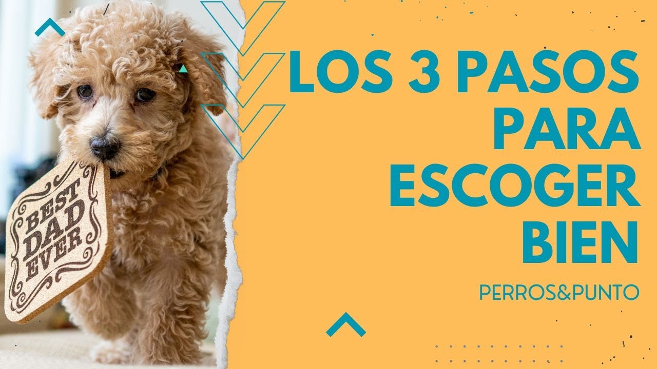 Motivos por los que quizás tener un perro mini toy no es buena idea