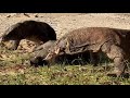 A big Launch of two komodo dragons eat pig.