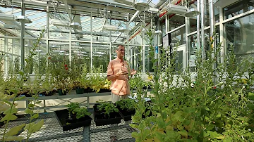 What fruit trees are salt tolerant?