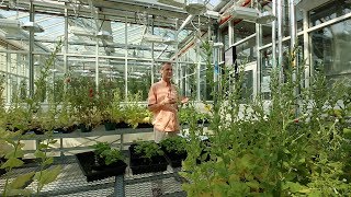 Breeding Salt Tolerant Crop Plants