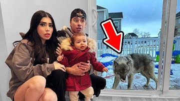 A Wolf ATTACKED Our Baby!