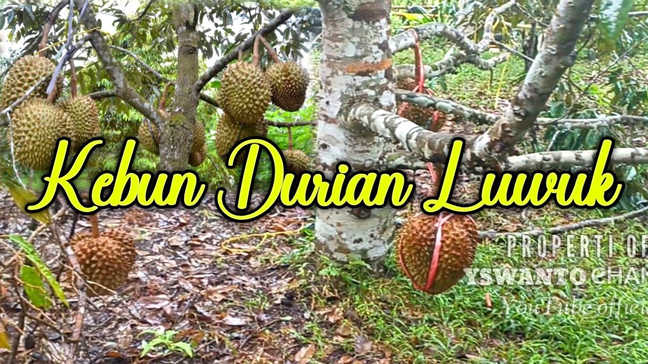 EXPLORE JALAN MENUJU KEBUN DURIAN MONTONG DI BUKIT HALIMUN LUWUK BANGGAI 2023