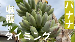 令和6年5月30日バナナ収穫のタイミング