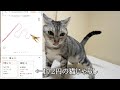 Amazonで購入した猫じゃらしのレビュー